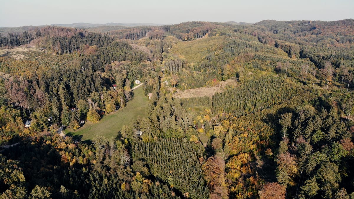 Zelená pro naše městské lesy